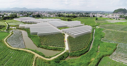 肇慶市人民政府門戶網(wǎng)站 懷集夯實(shí)大灣區(qū) 菜籃子 產(chǎn)業(yè)基礎(chǔ) 現(xiàn)代農(nóng)業(yè)產(chǎn)業(yè)鏈建設(shè)漸入佳境